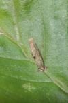 Coleophora serratella