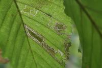 Stigmella microtheriella