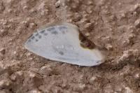 Cilix glaucata/hispanica