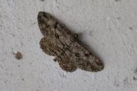 Peribatodes rhomboidaria