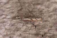 Agriphila geniculea