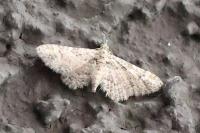Gymnoscelis rufifasciata