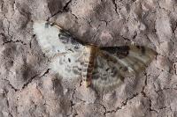 Idaea filicata