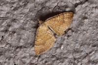 Camptogramma bilineata