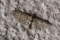 Eupithecia virgaureata