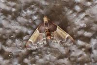 Pyralis farinalis