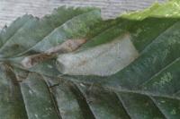 Phyllonorycter tenerella