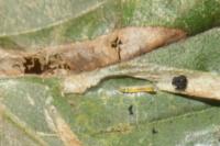 Phyllonorycter tenerella