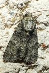 Acronicta rumicis