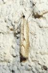 Agriphila geniculea