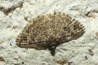 Alucita hexadactyla