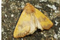 Atethmia centrago