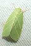 Bena bicolorana