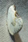 Cilix glaucata