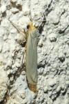 Eilema caniola