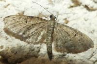 Eupithecia virgaureata