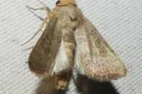 Hoplodrina ambigua