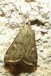 Loxostege sticticalis