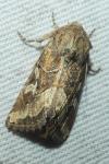 Luperina dumerilii