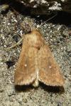 Mythimna albipuncta