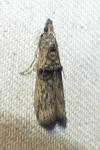 Nephopterix angustella