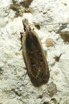 Nothris congressariella