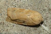 Noctua fimbriata