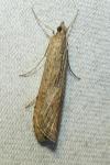 Nomophila noctuella