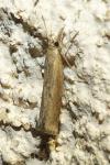Pediasia contaminella