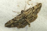 Peribatodes rhomboidaria