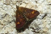 Pyrausta aurata