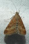 Pyrausta despicata