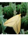 Rhodometra sacraria