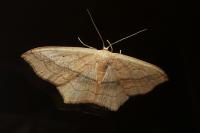 Scopula imitaria