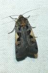 Xestia c-nigrum