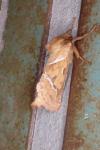 Triodia sylvina