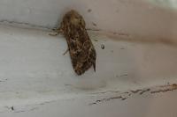 Luperina dumerilii