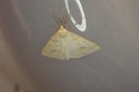 Aspitates ochrearia