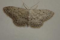 Idaea seriata