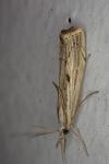 Agriphila geniculea