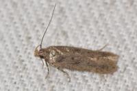 Bryotropha desertella