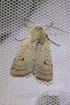 Xestia castanea