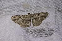 Peribatodes rhomboidaria
