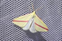 Rhodometra sacraria