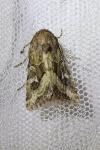 Luperina dumerilii