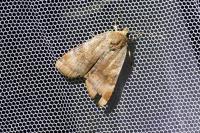 Noctua janthe/janthina