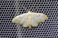 Idaea biselata
