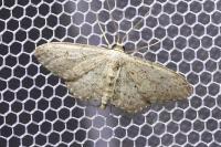 Idaea seriata