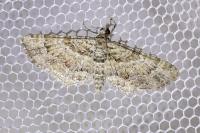 Gymnoscelis rufifasciata