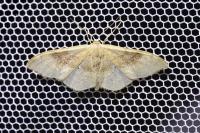 Idaea degeneraria